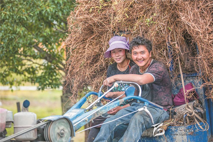 豐收的喜悅(康巴傳媒網(wǎng)首屆紀實攝影大賽)