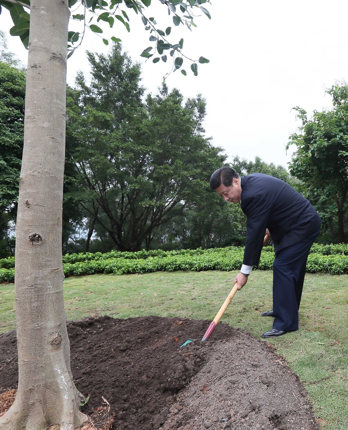 2012年12月8日，習(xí)近平在深圳蓮花山公園種下一棵高山榕樹(shù)。